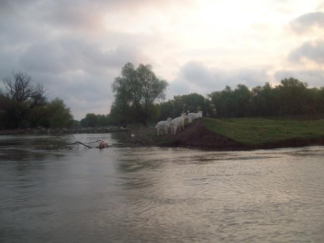 Delta Dunarii - sany5300.JPG